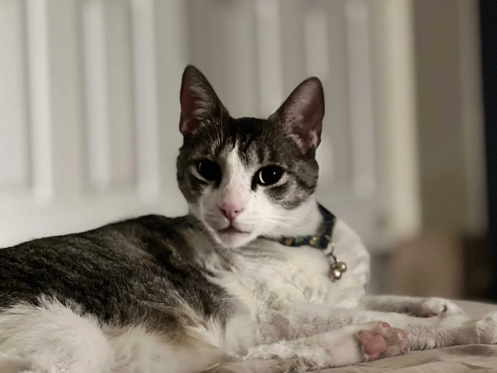 Lost cat in Las Vegas, NV, 89141
