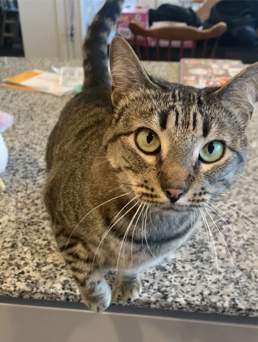 Lost cat in New Braunfels, TX, 78130