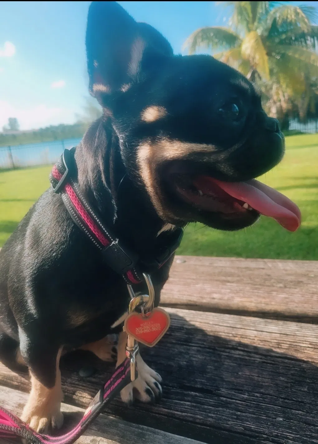 Lost dog in Miami, FL, 33189