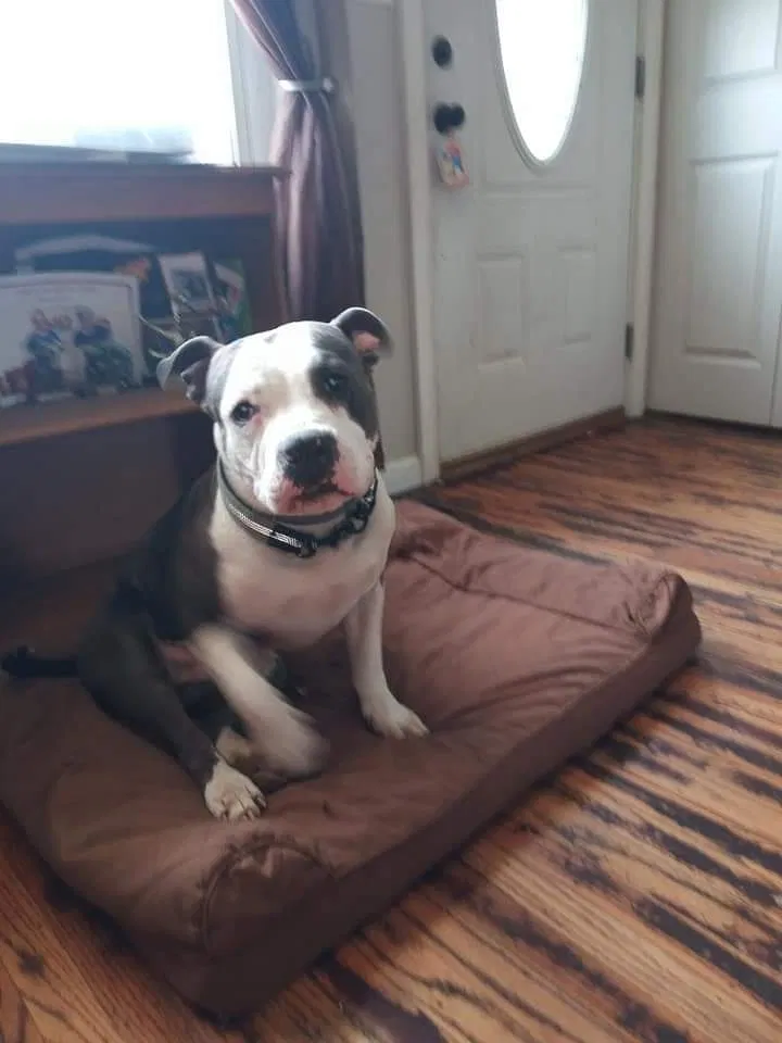 Lost dog in Louisville, KY, 40229