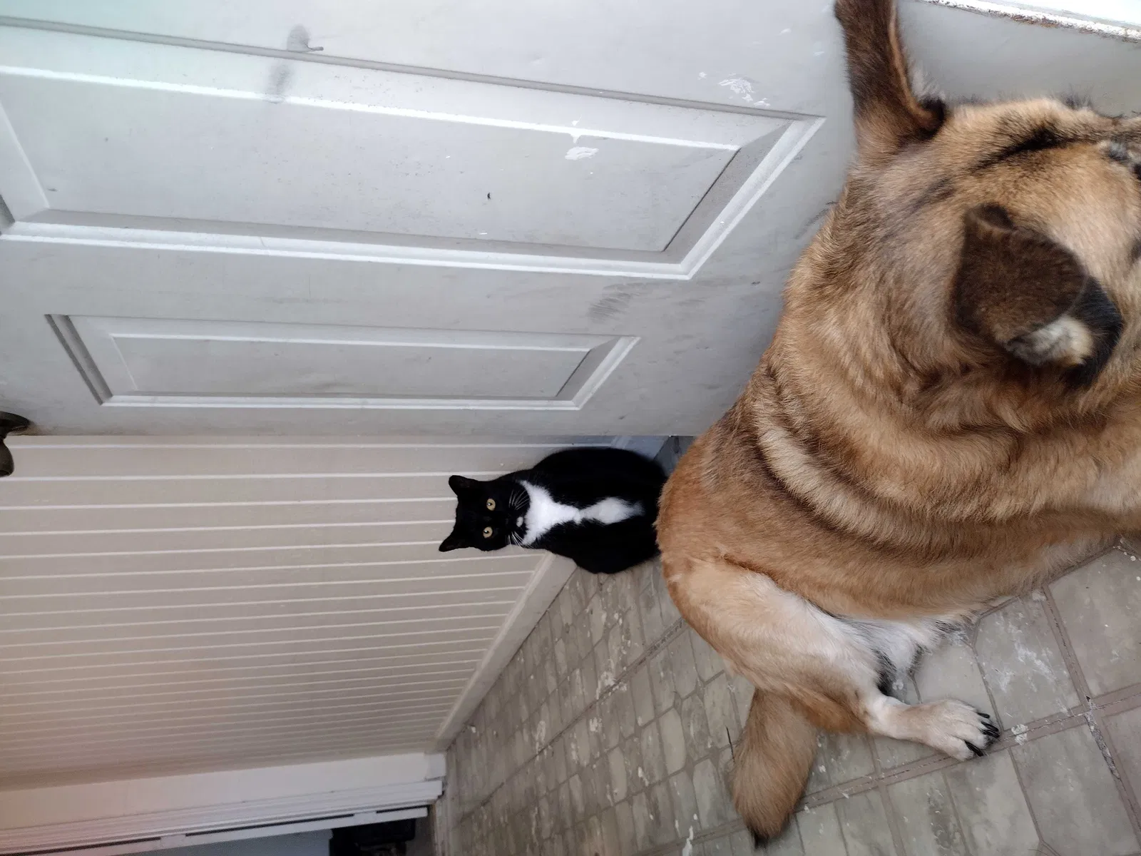 Lost cat in New Orleans, LA, 70117