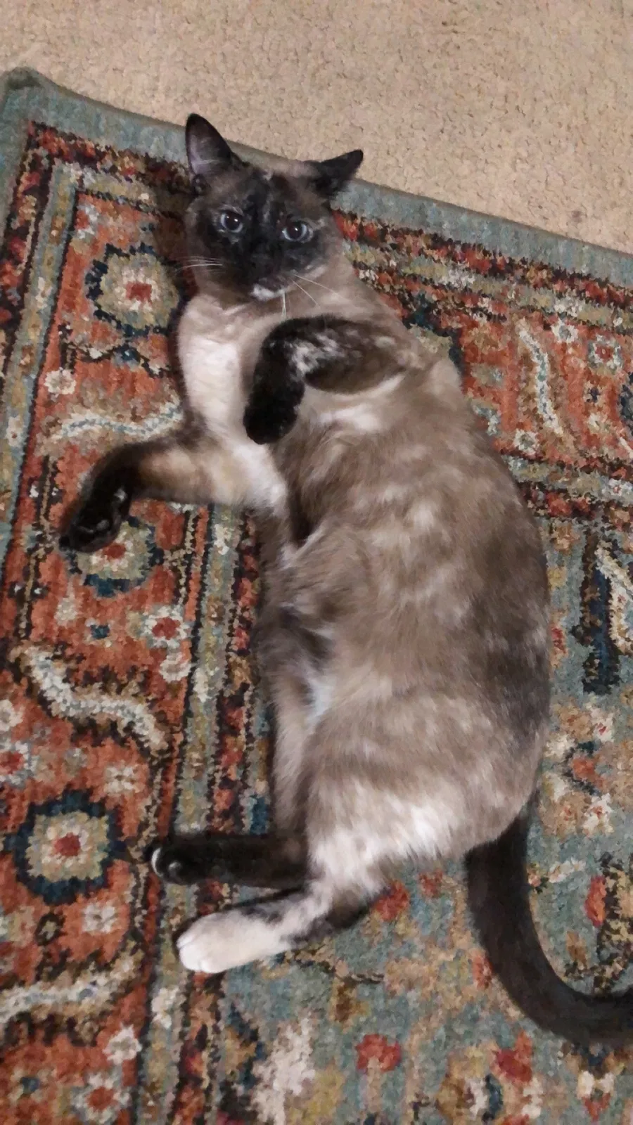 Lost cat in Nashville, TN, 37211
