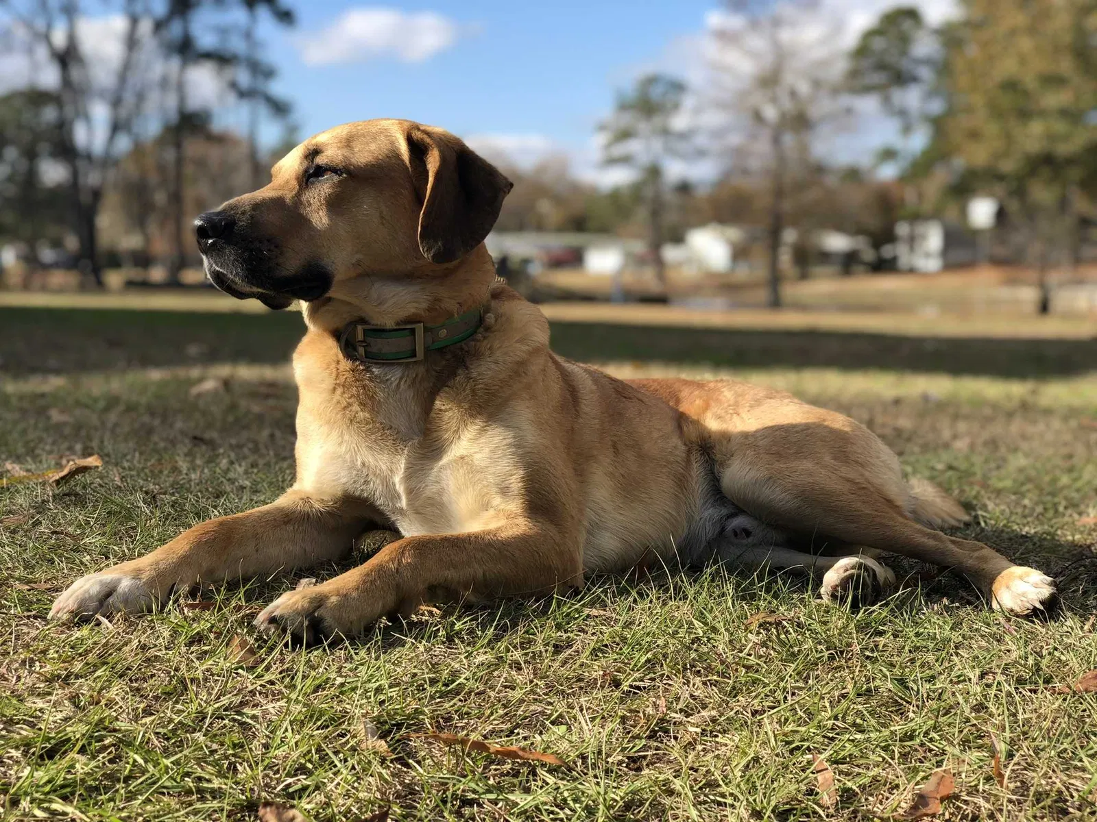 Lost dog in Summerton, SC, 29148