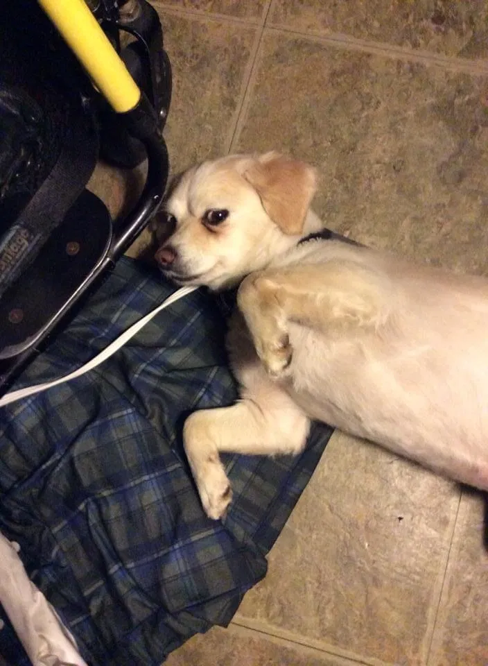 Lost dog in Houston, TX, 77072