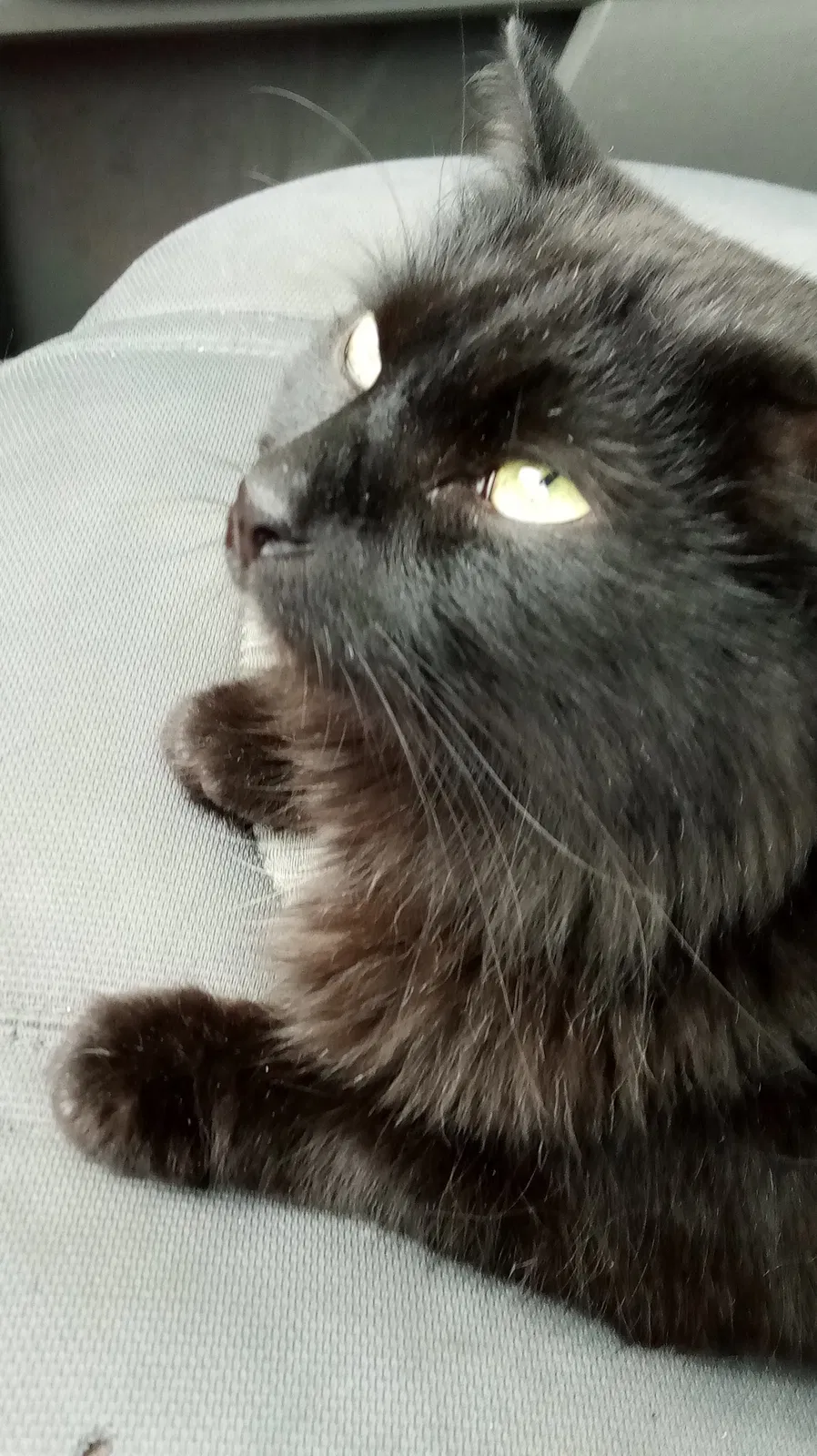 Lost cat in Rowlett, TX, 75089