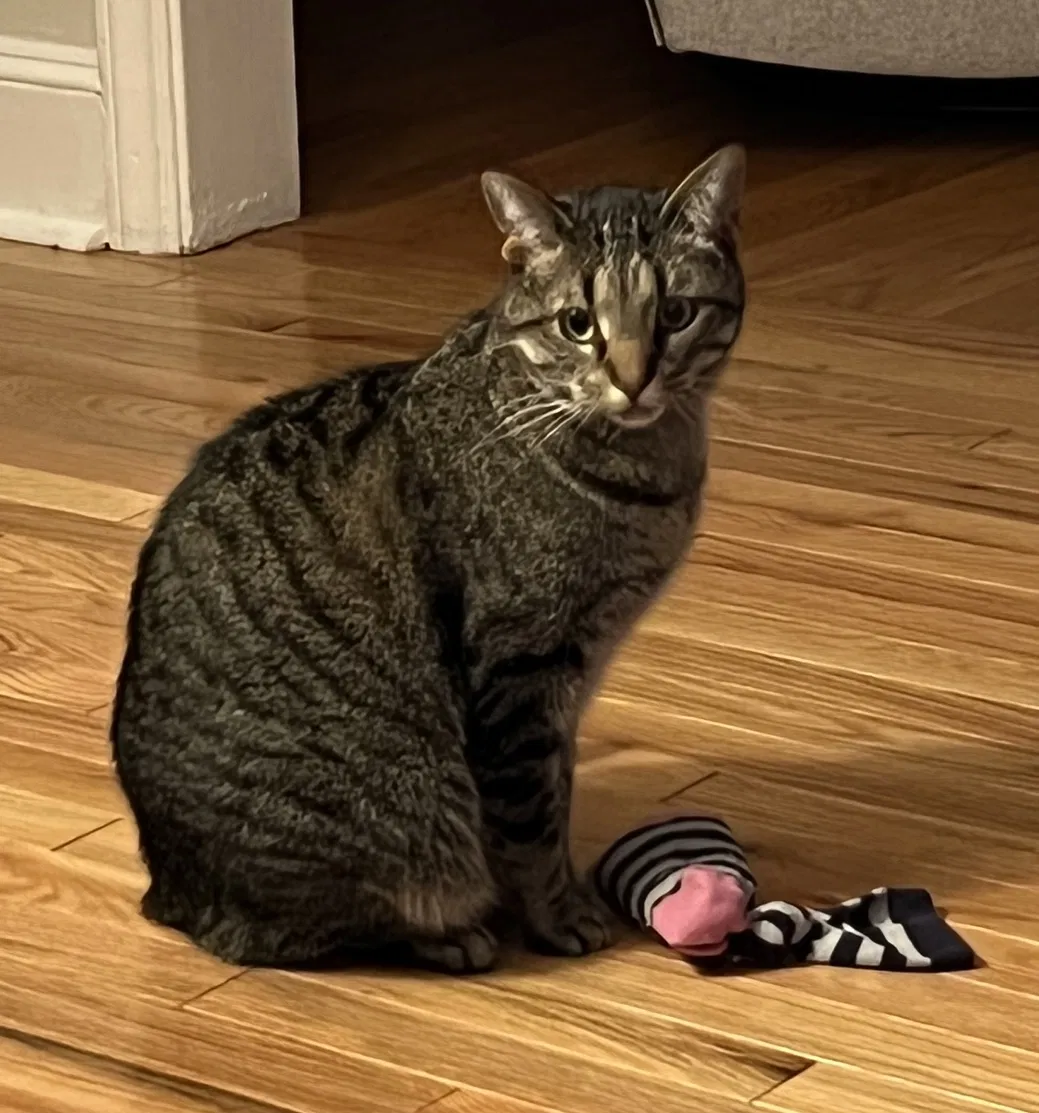 Lost cat in Winston Salem, NC, 27127
