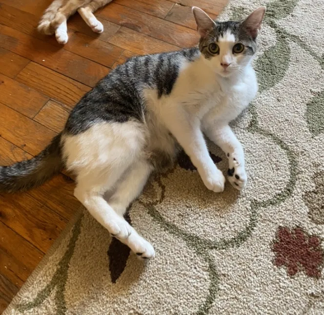 Lost cat in Bessemer City, NC, 28016