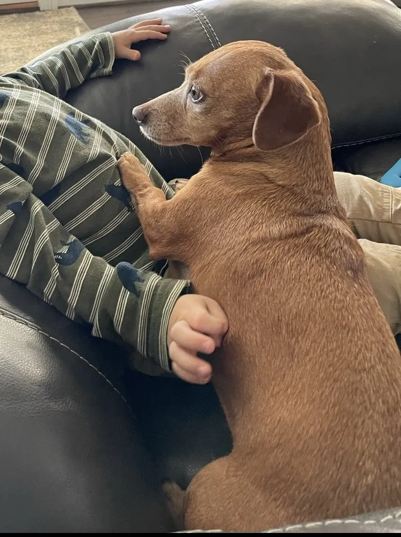 Lost dog in King, NC, 27021