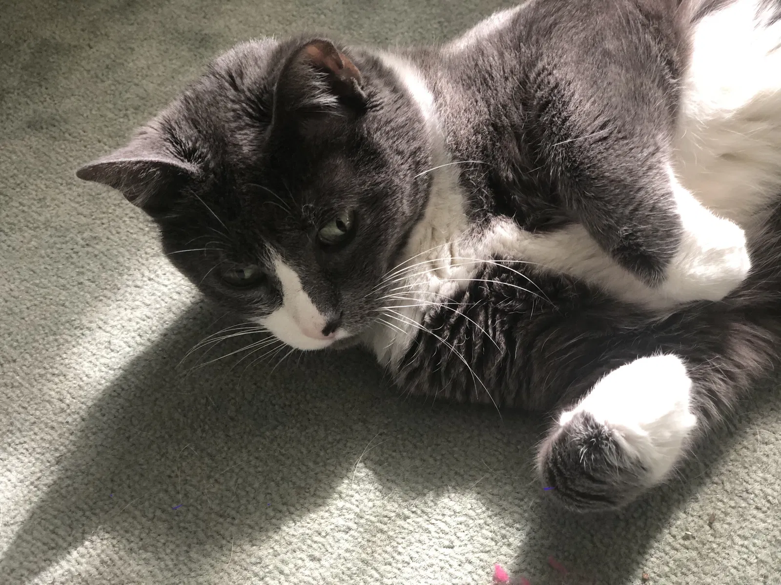Lost cat in Pittsburgh, PA, 15206