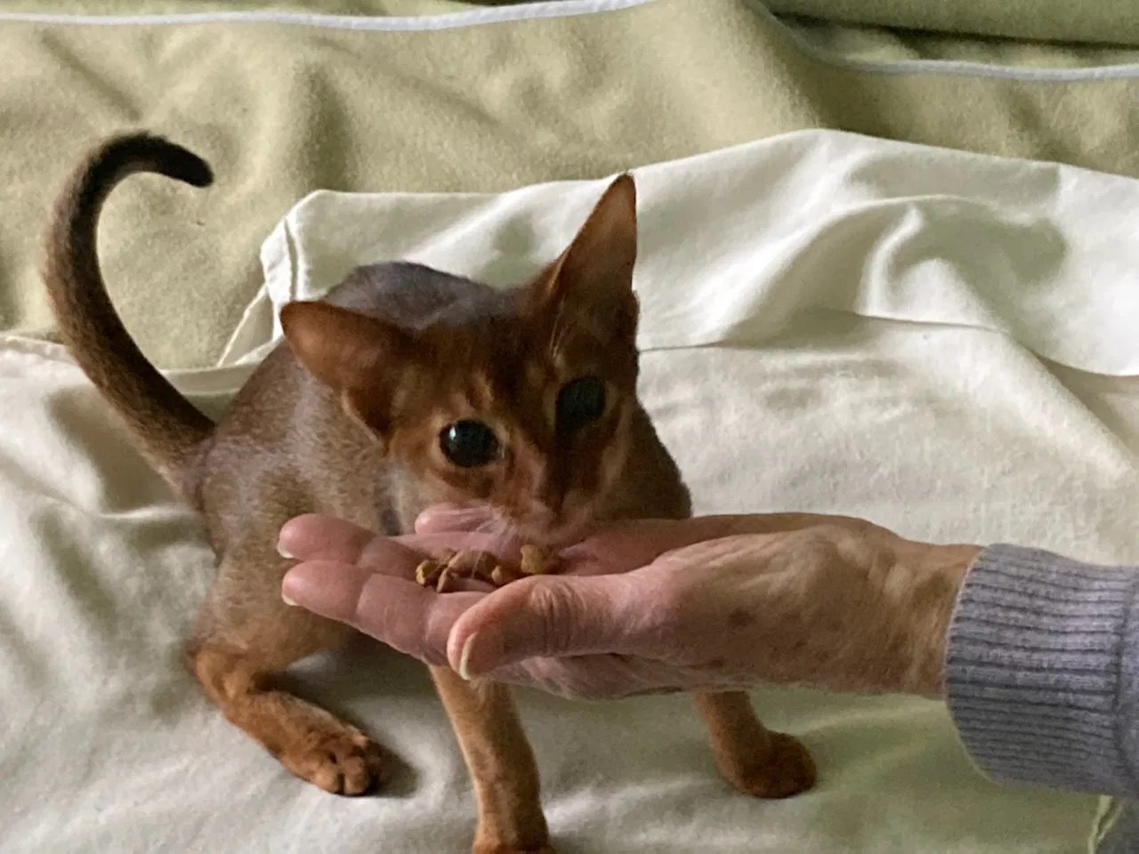 Lost cat in Pound Ridge, NY, 10576