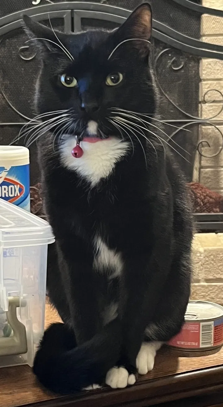 Lost cat in Englewood, OH, 45322