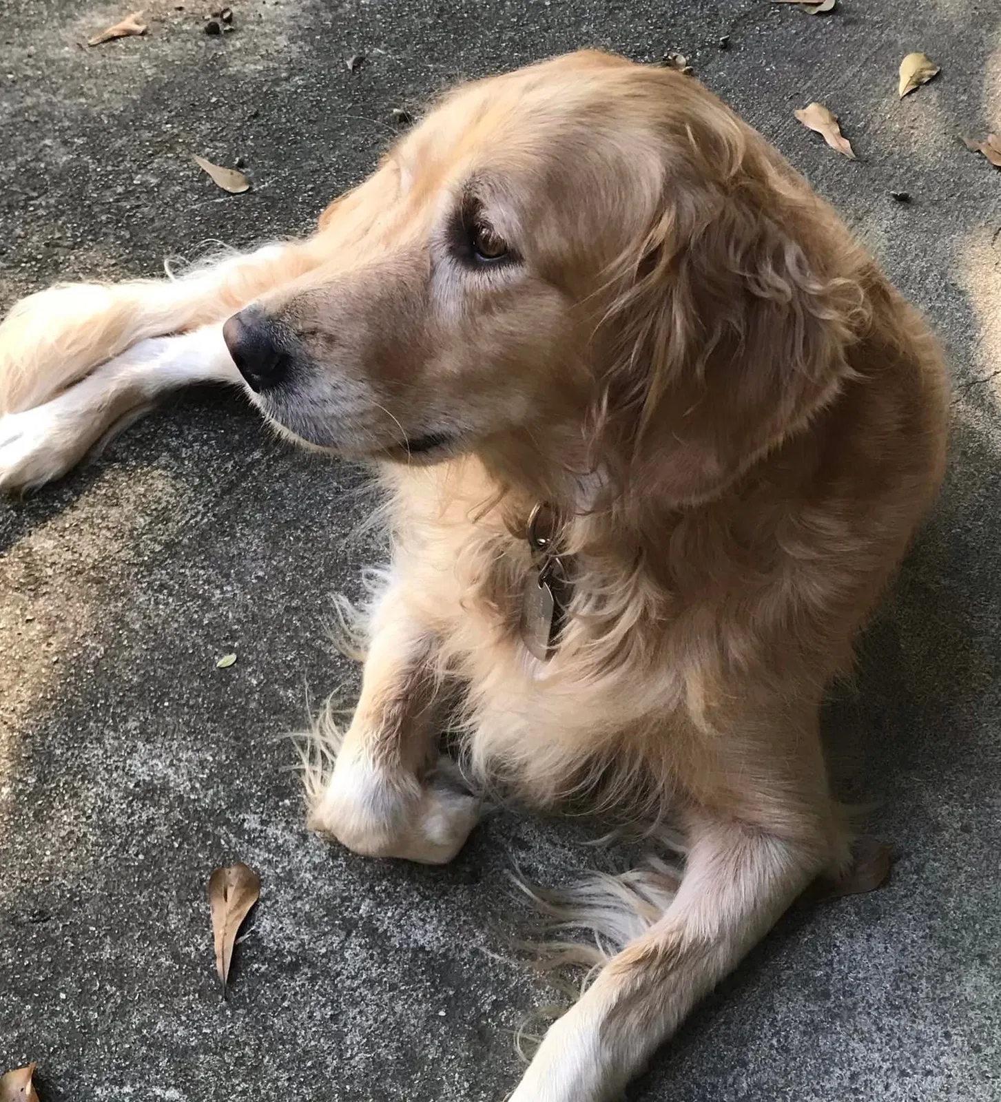 Lost dog in Mount Airy, NC, 27030