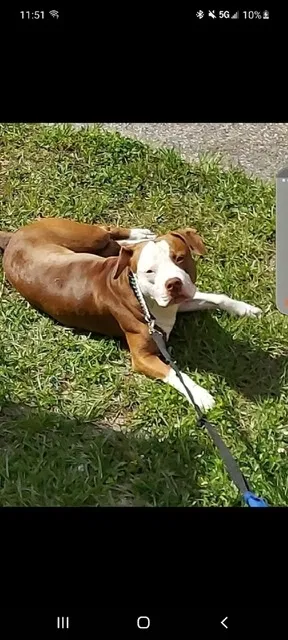 Lost dog in Tampa, FL, 33617