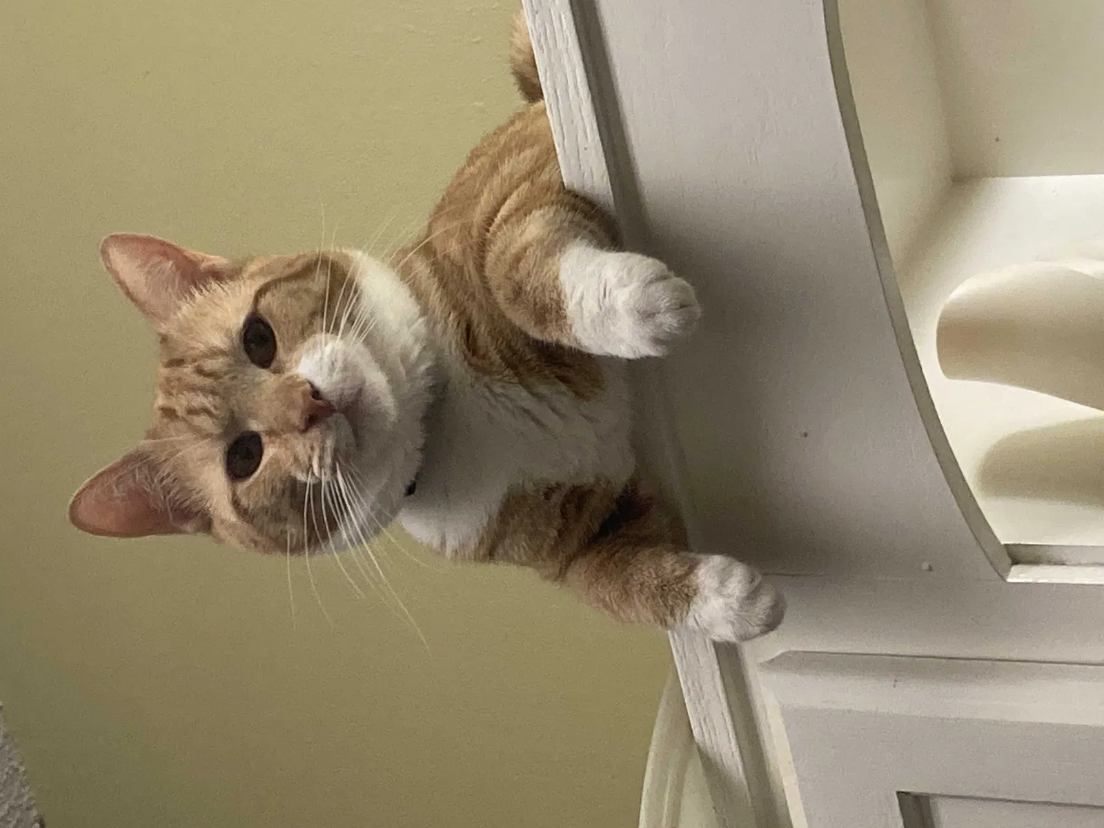 Lost cat in High Point, NC, 27265