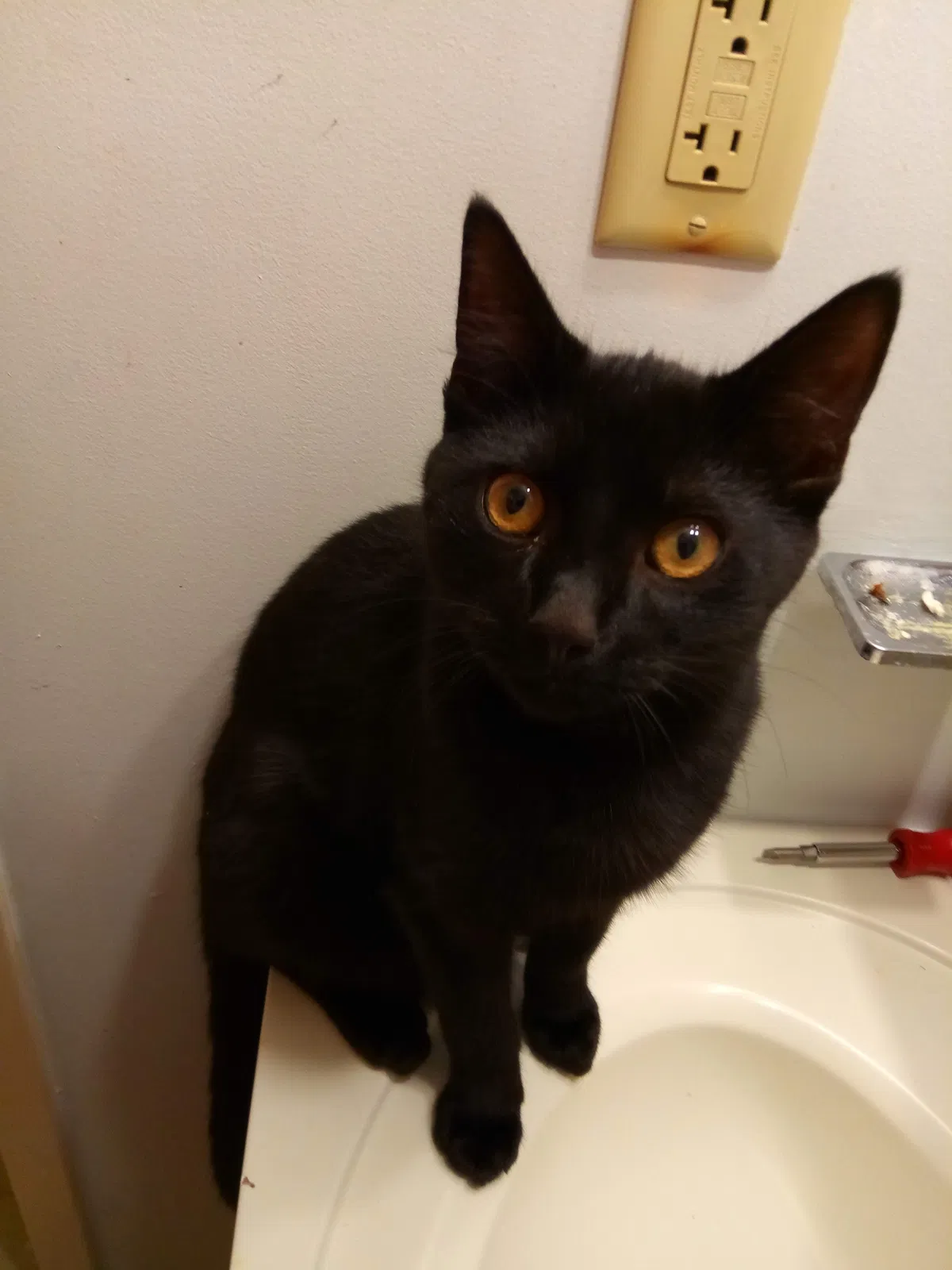 Lost cat in Canton, OH, 44705
