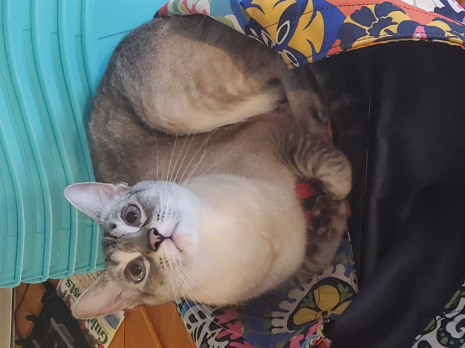 Lost cat in Houston, TX, 77062
