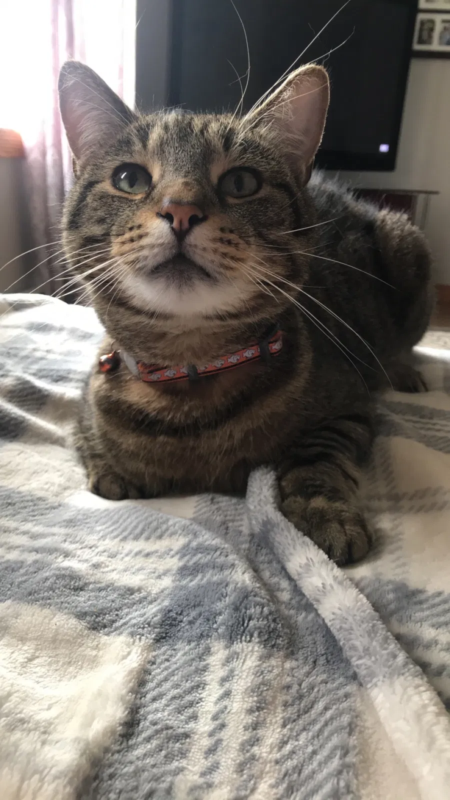 Lost cat in Nashua, NH, 3064
