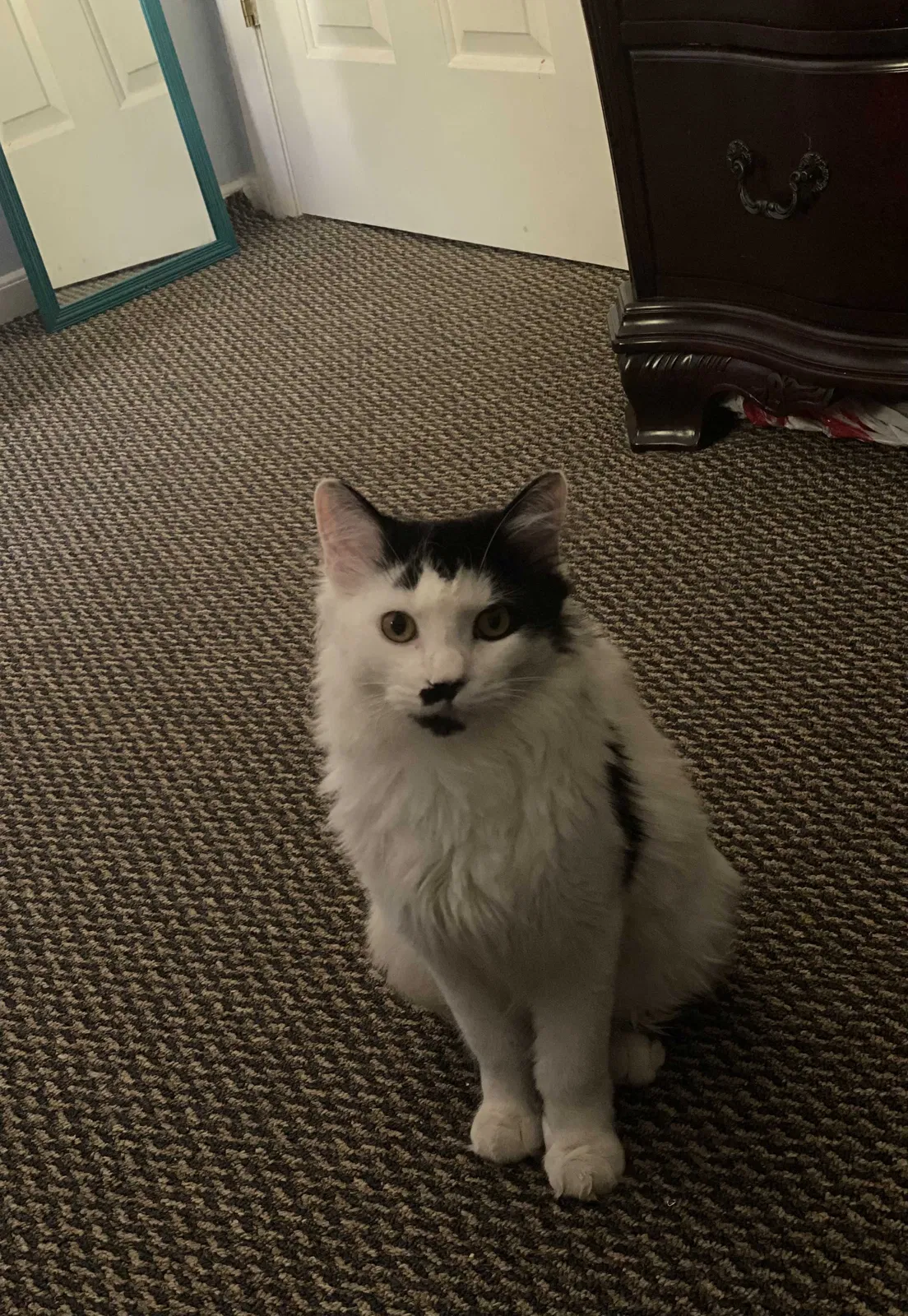 Lost cat in High Point, NC, 27265
