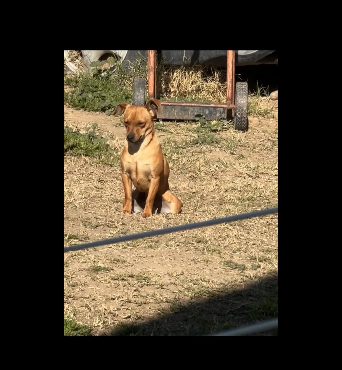 Lost dog in Lamont, CA, 93241