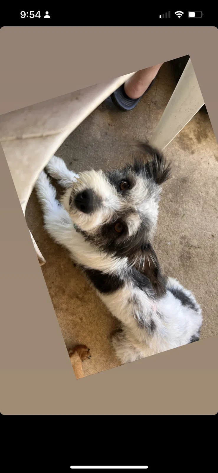 Lost dog in Lamont, CA, 93241