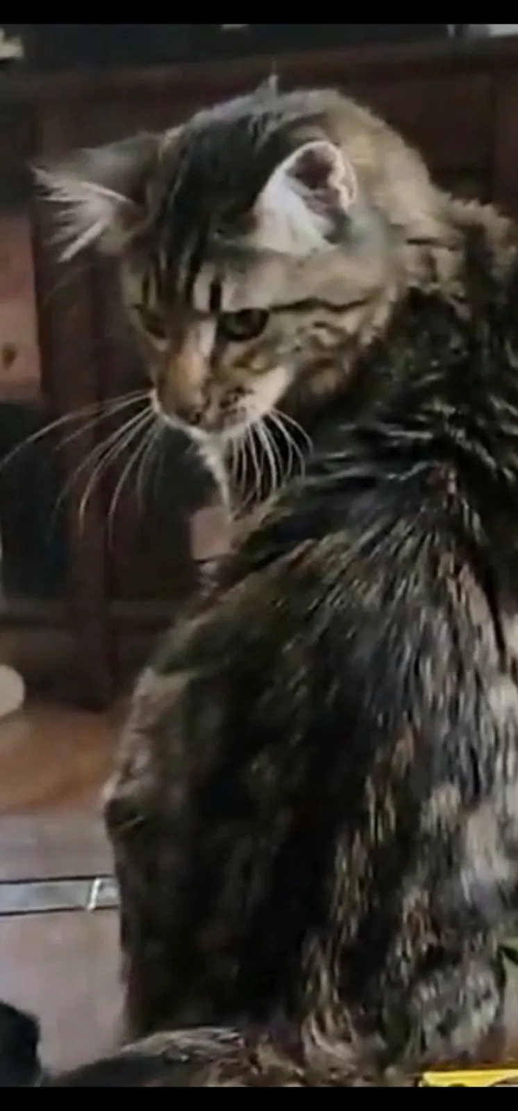 Lost cat in Vacaville, CA, 95688