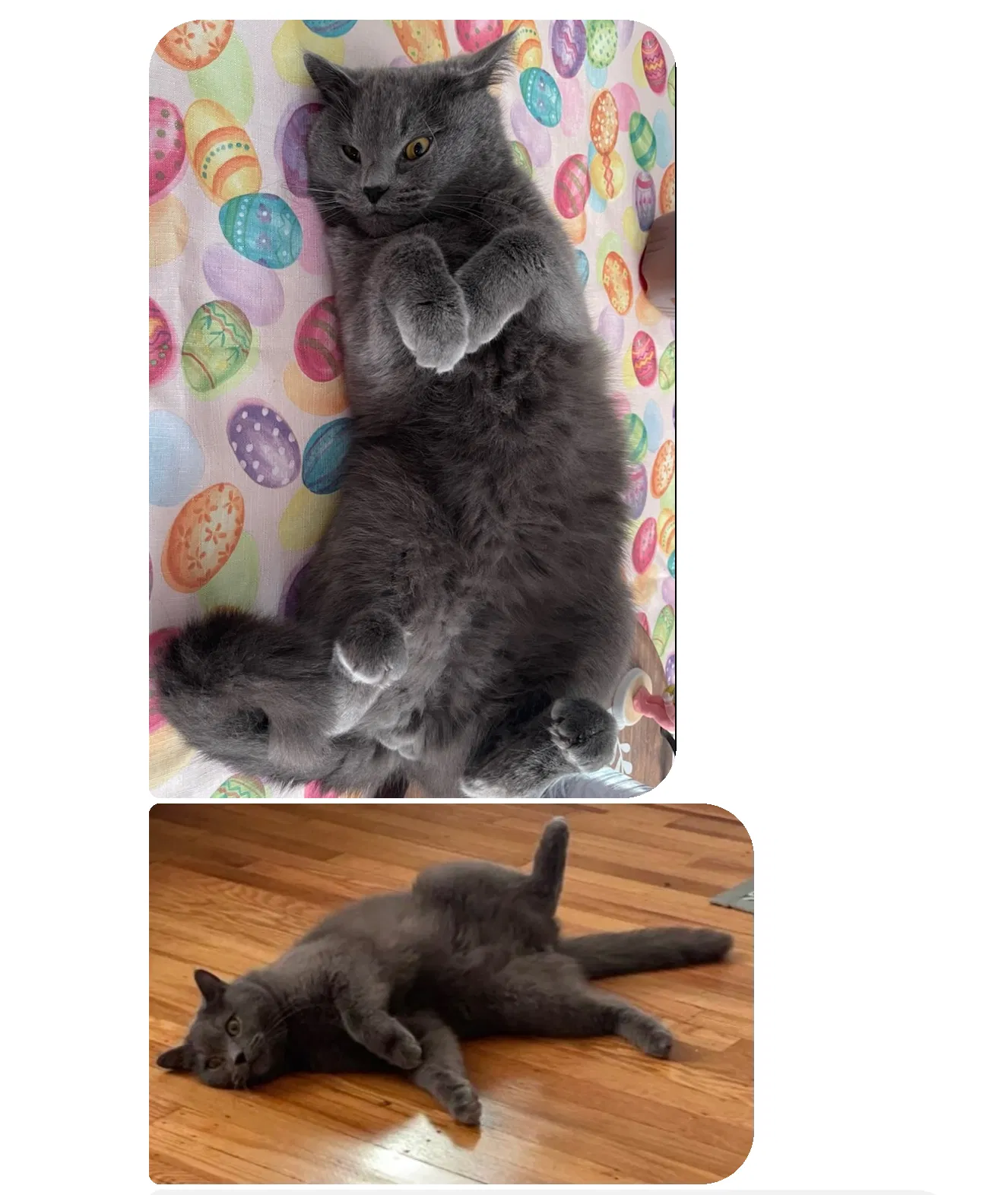 Lost cat in Hatboro, PA, 19040