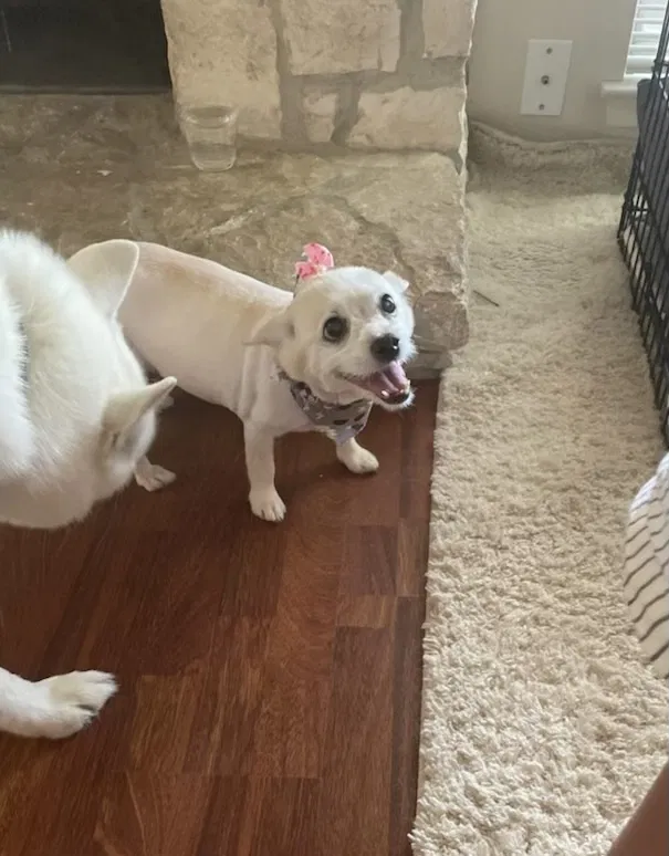 Lost dog in San Antonio, TX, 78239