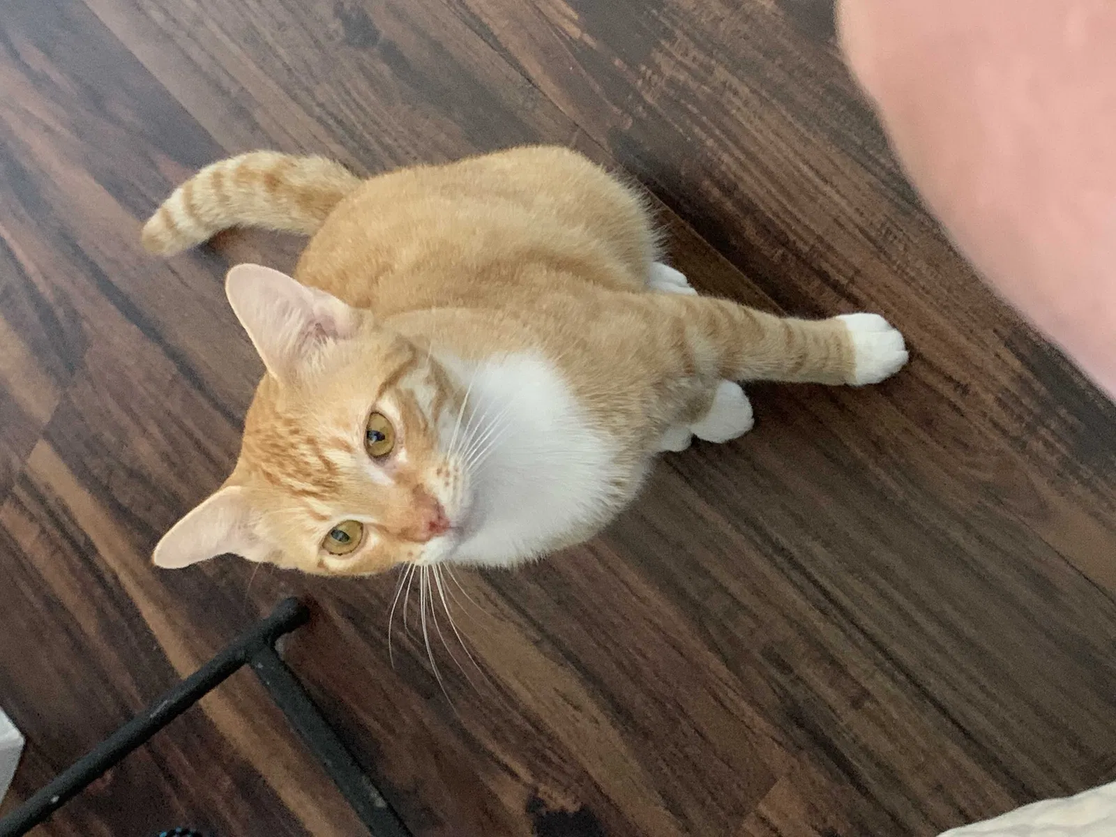 Found cat in Palm Bay, FL, 32909