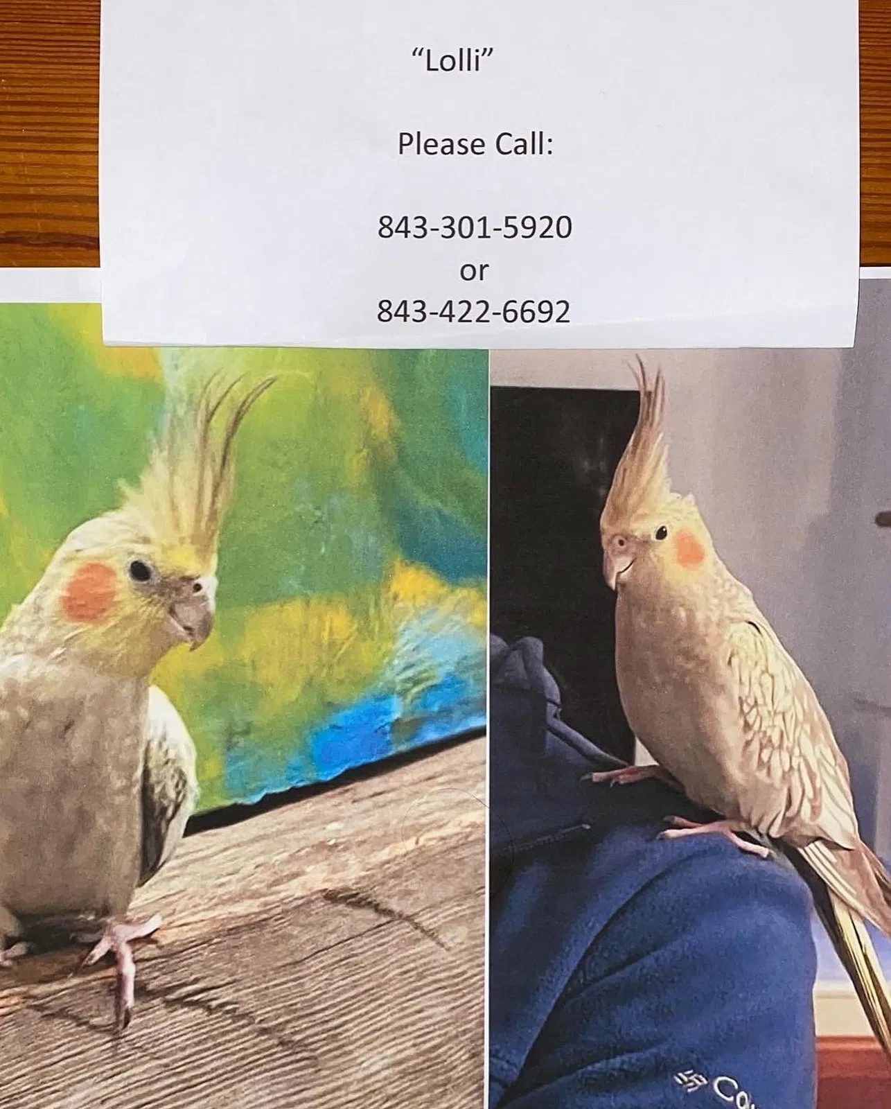 Lost cat in Hilton Head Island, SC, 29928