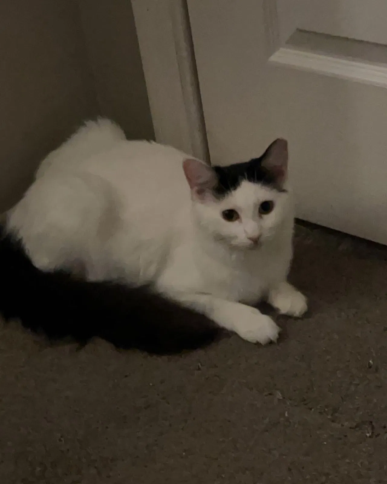 Lost cat in Glendale, AZ, 85308