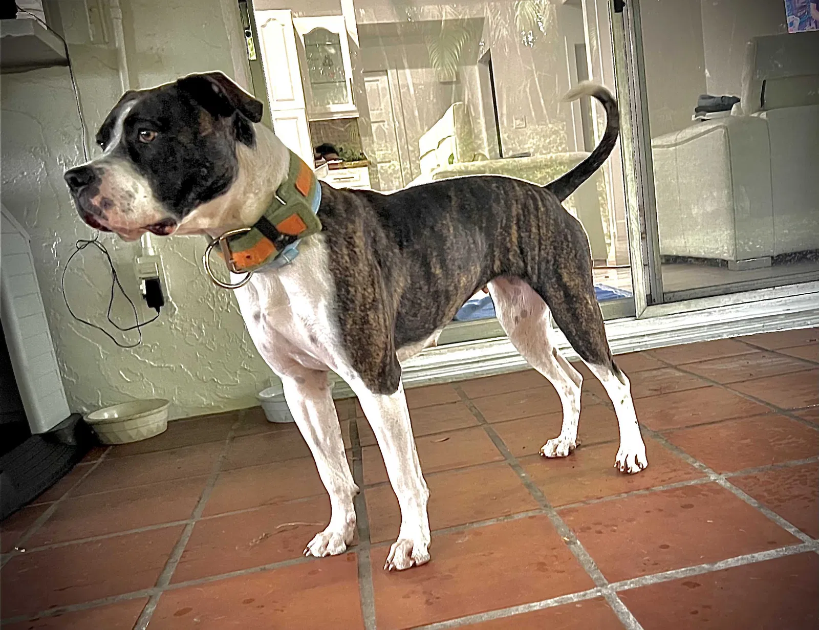Lost dog in Decatur, GA, 30035