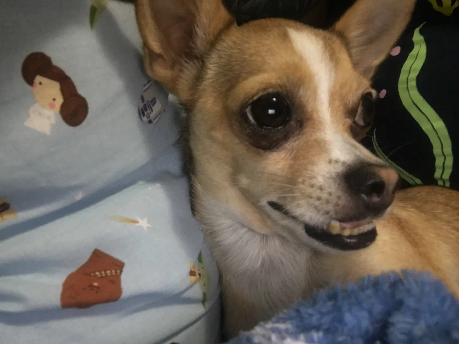 Lost dog in Phoenix, AZ, 85022