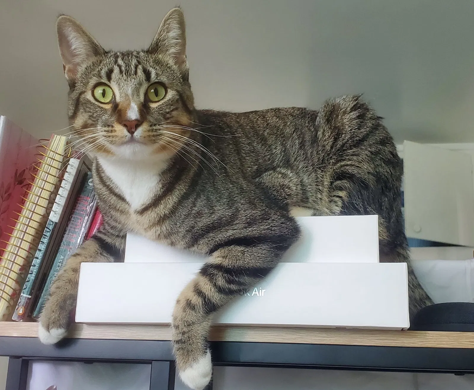 Lost cat in Los Angeles, CA, 90005