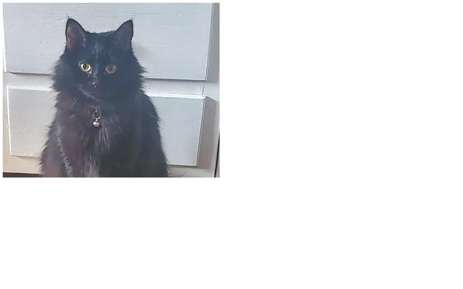 Lost cat in Rockford, IL, 61107