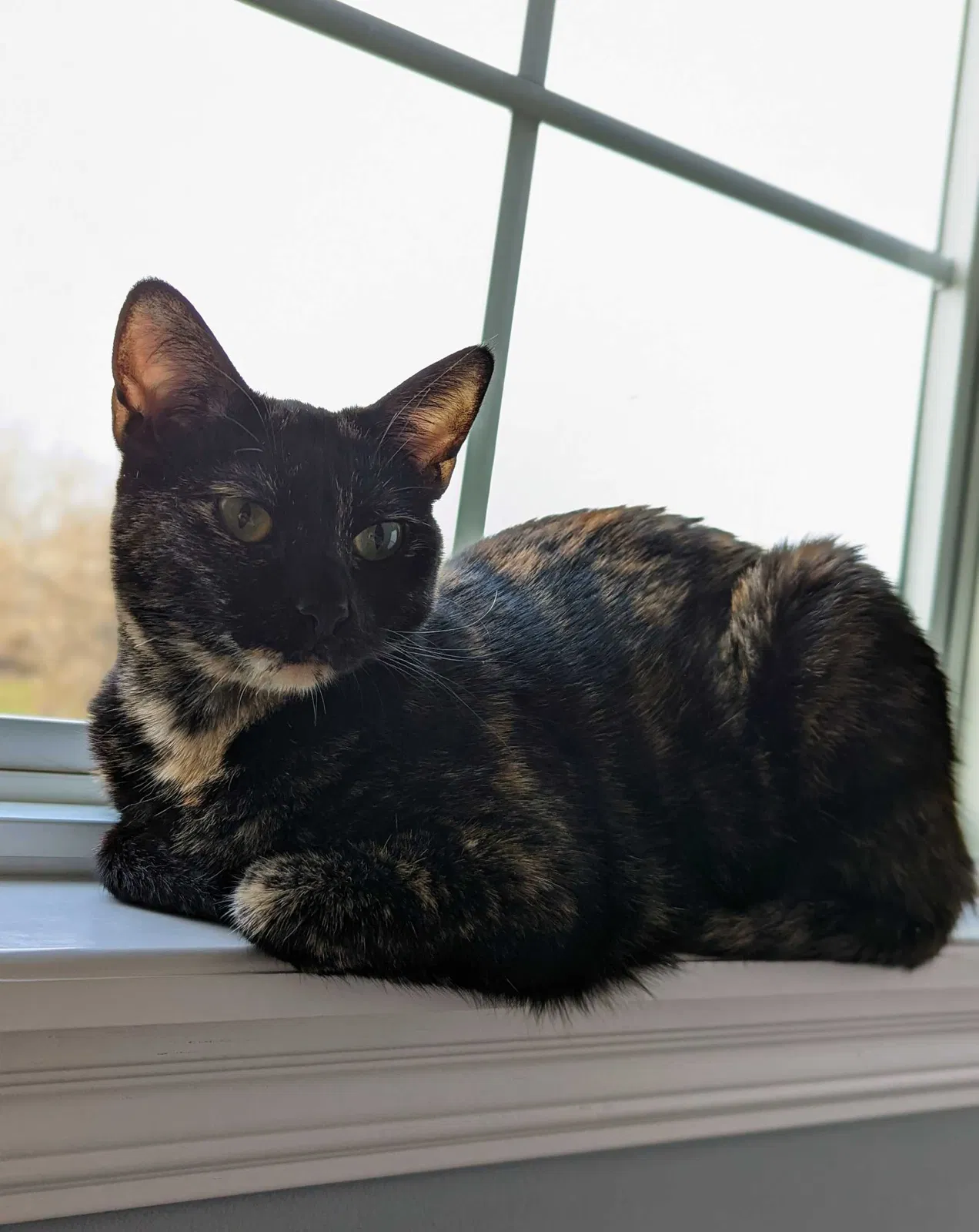 Lost cat in Raymore, MO, 64083