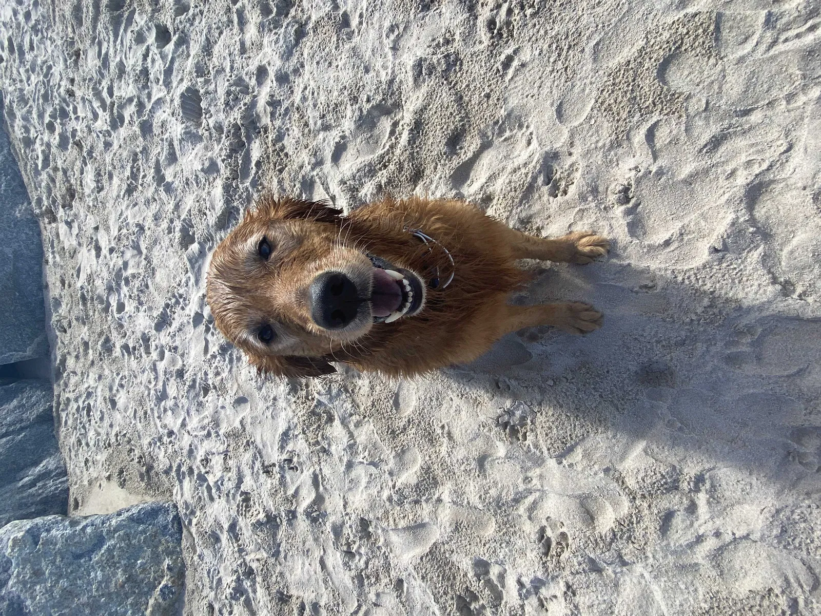 Lost dog in Fort Lauderdale, FL, 33331