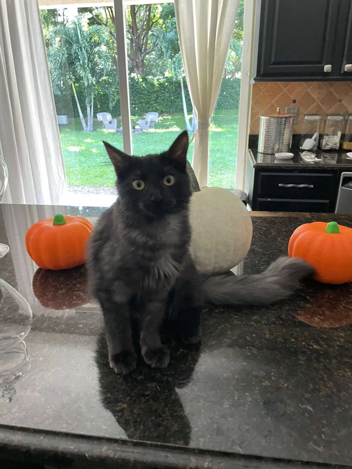 Lost cat in Fort Lauderdale, FL, 33331
