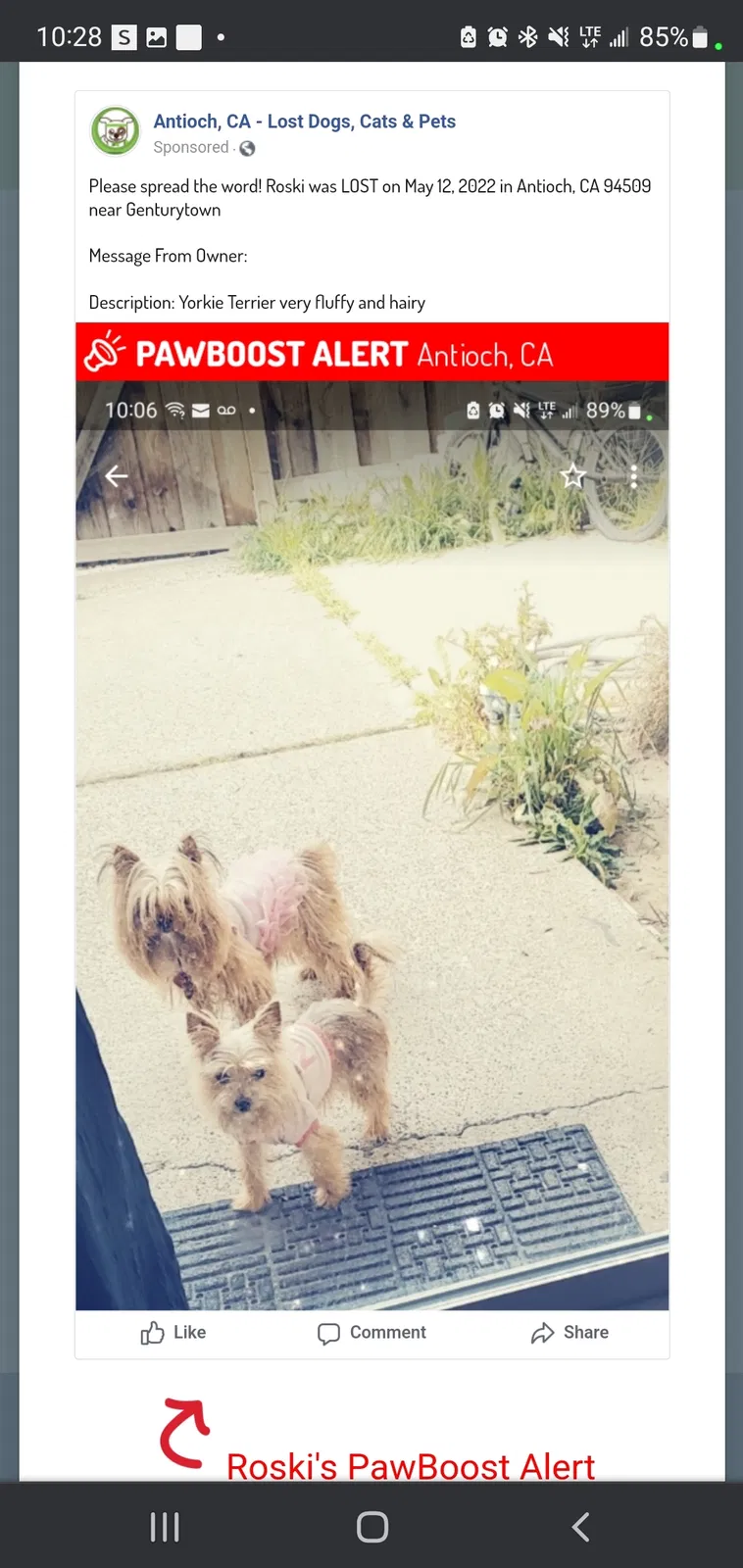 Lost dog in Antioch, CA, 94509