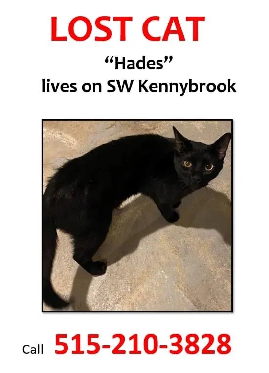Lost cat in Grimes, IA, 50111