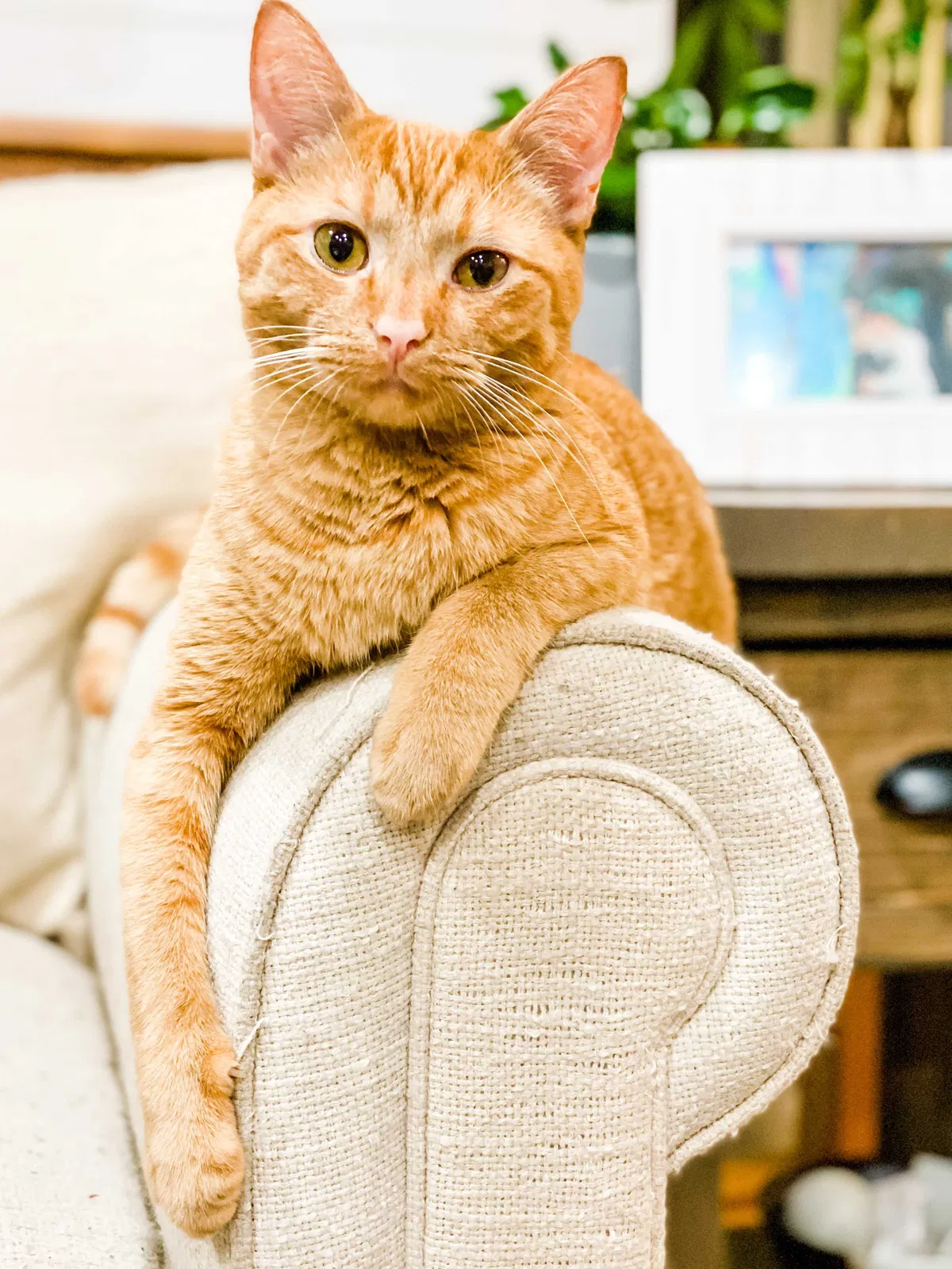 Lost cat in Minneapolis, MN, 55428