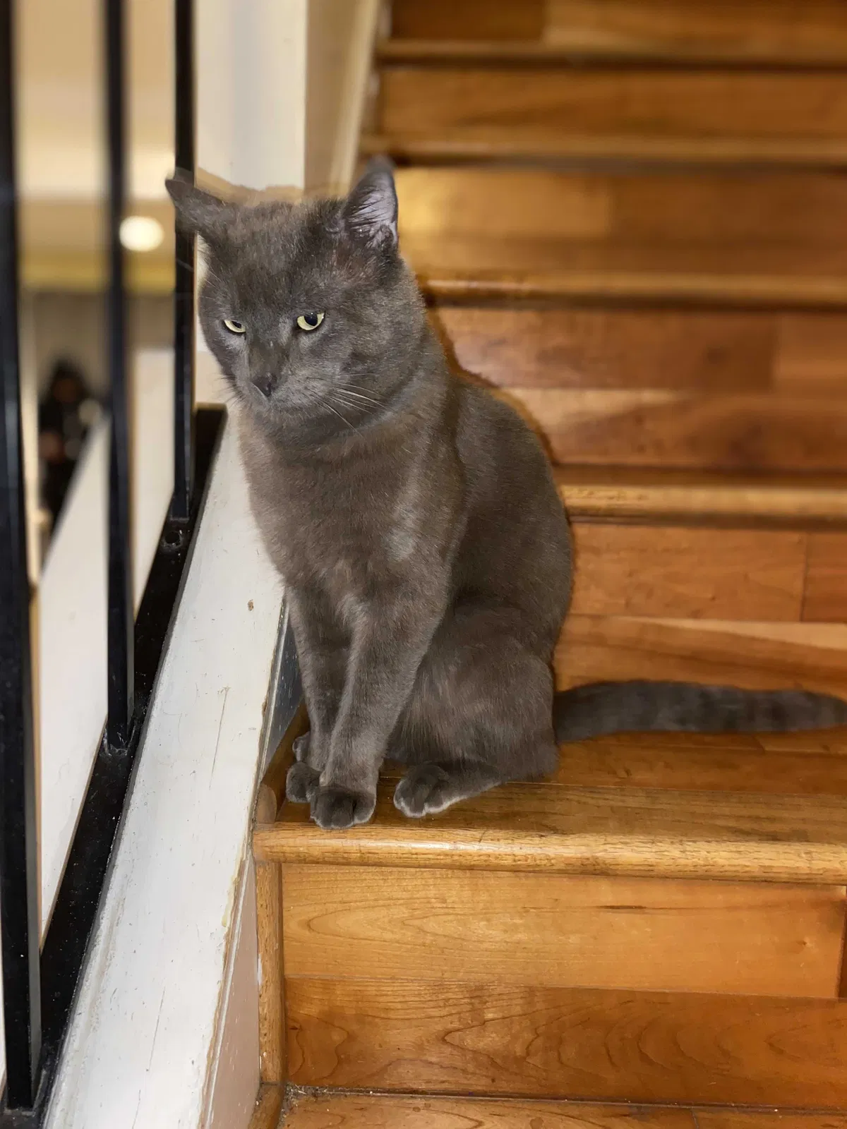 Lost cat in Gaithersburg, MD, 20879
