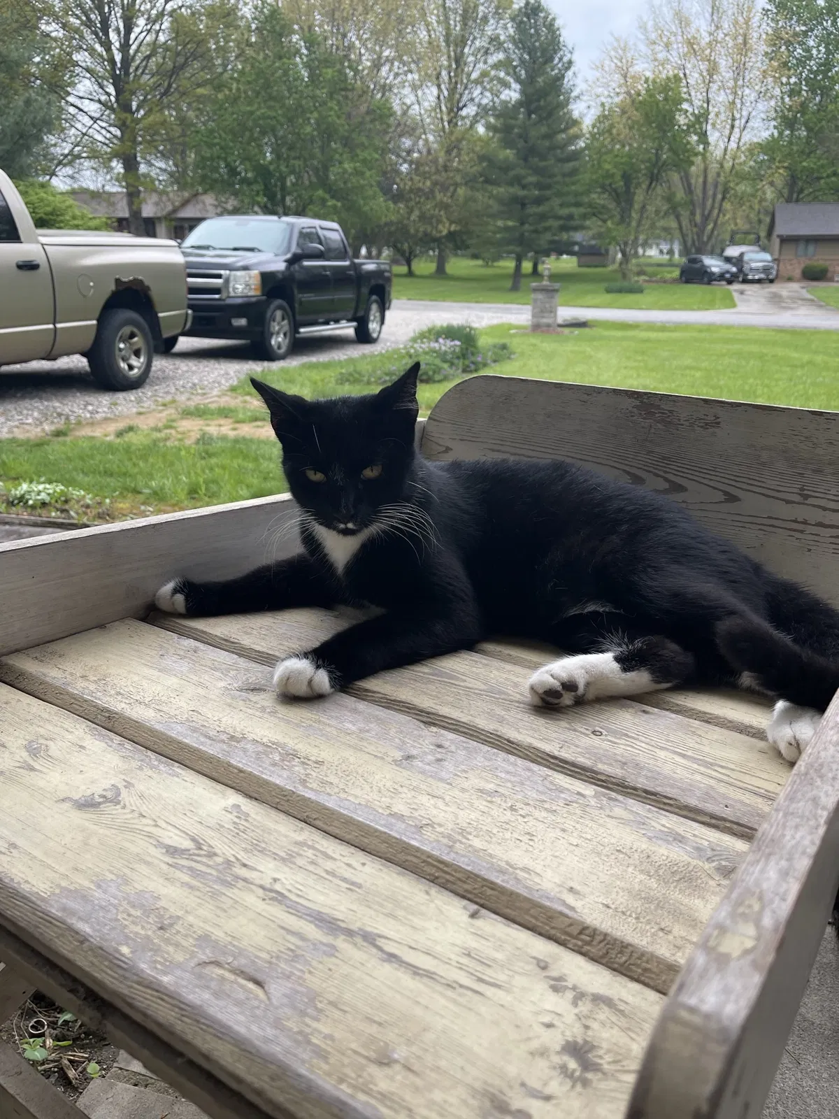 Lost cat in Edwardsville, IL, 62025