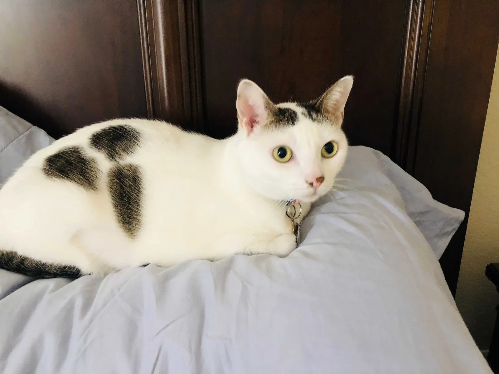 Lost cat in Fort Collins, CO, 80528