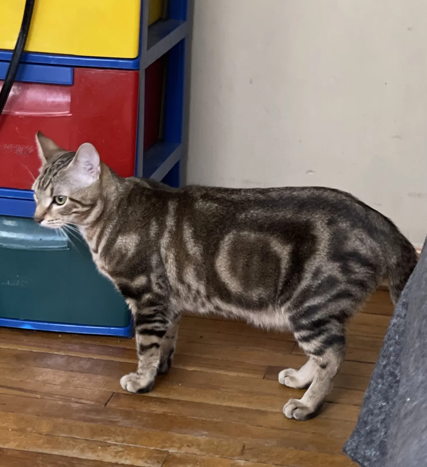 Lost cat in Minneapolis, MN, 55411