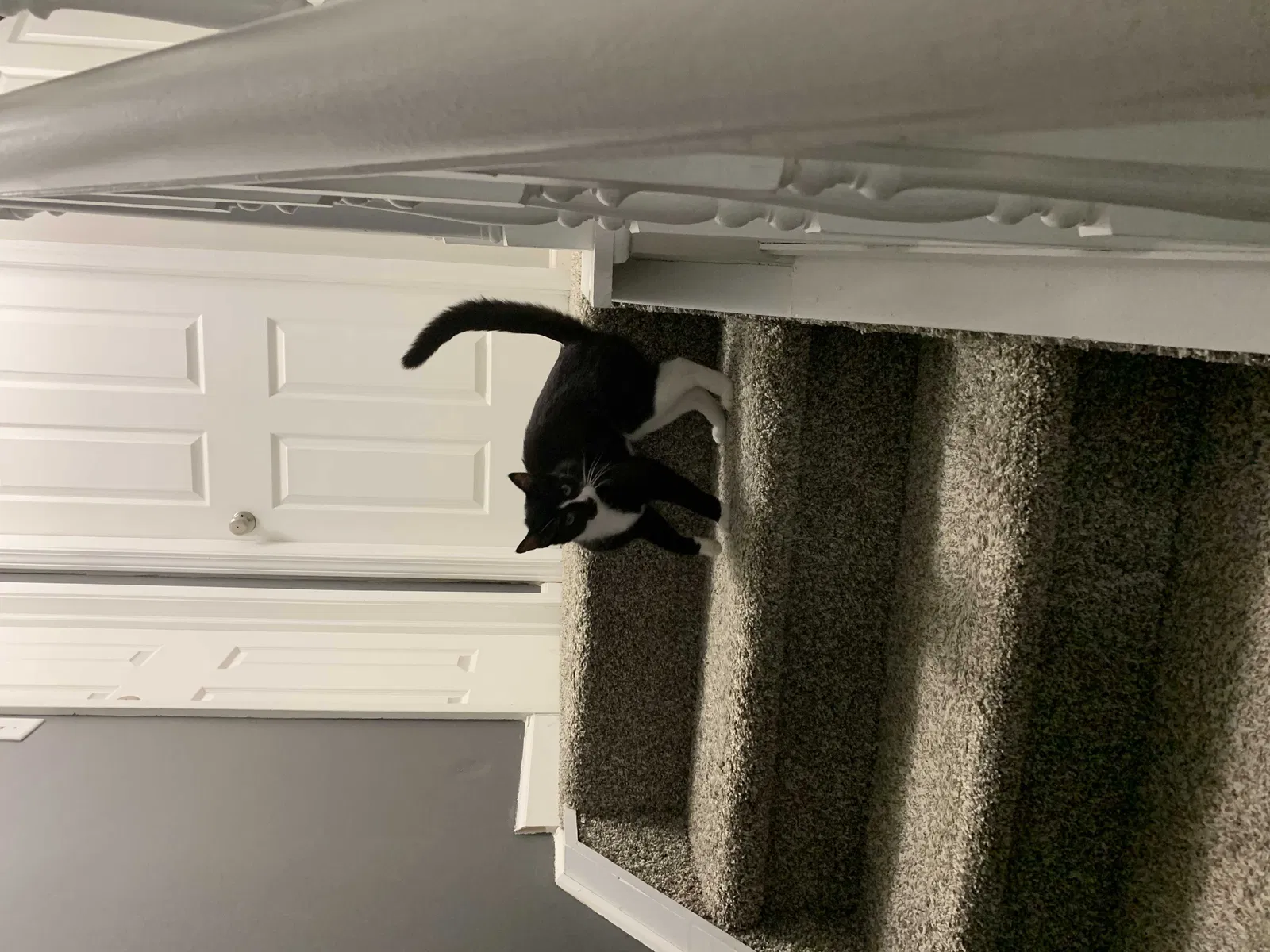Lost cat in Lafayette, IN, 47909