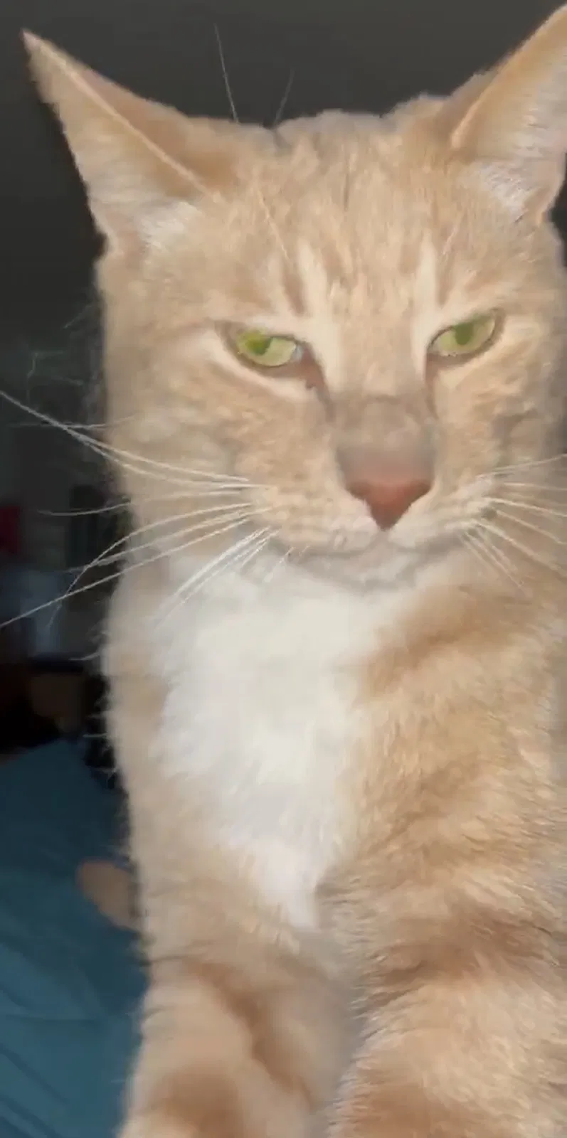 Lost cat in Campbell, CA, 95008