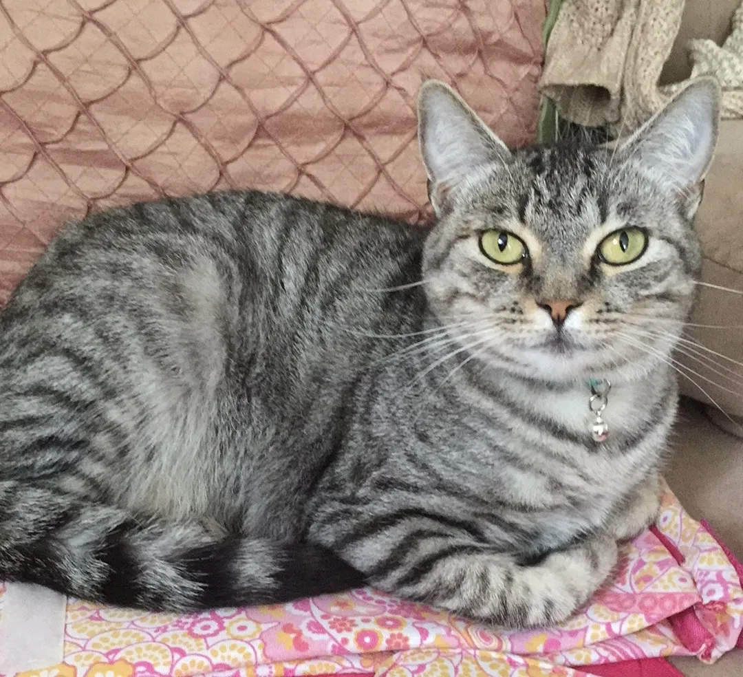 Lost cat in Fort Collins, CO, 80526