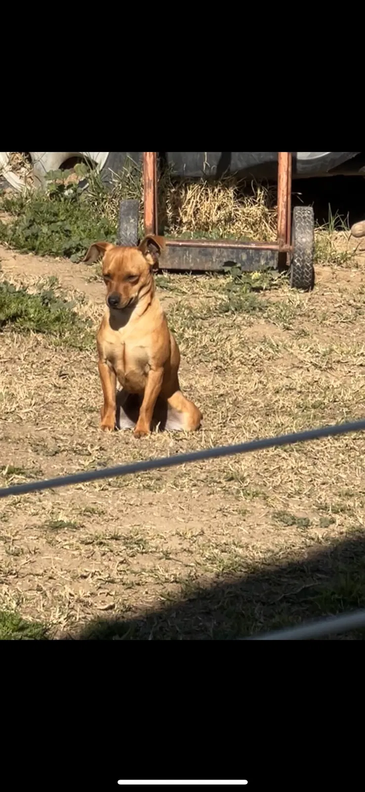 Lost dog in Lamont, CA, 93241