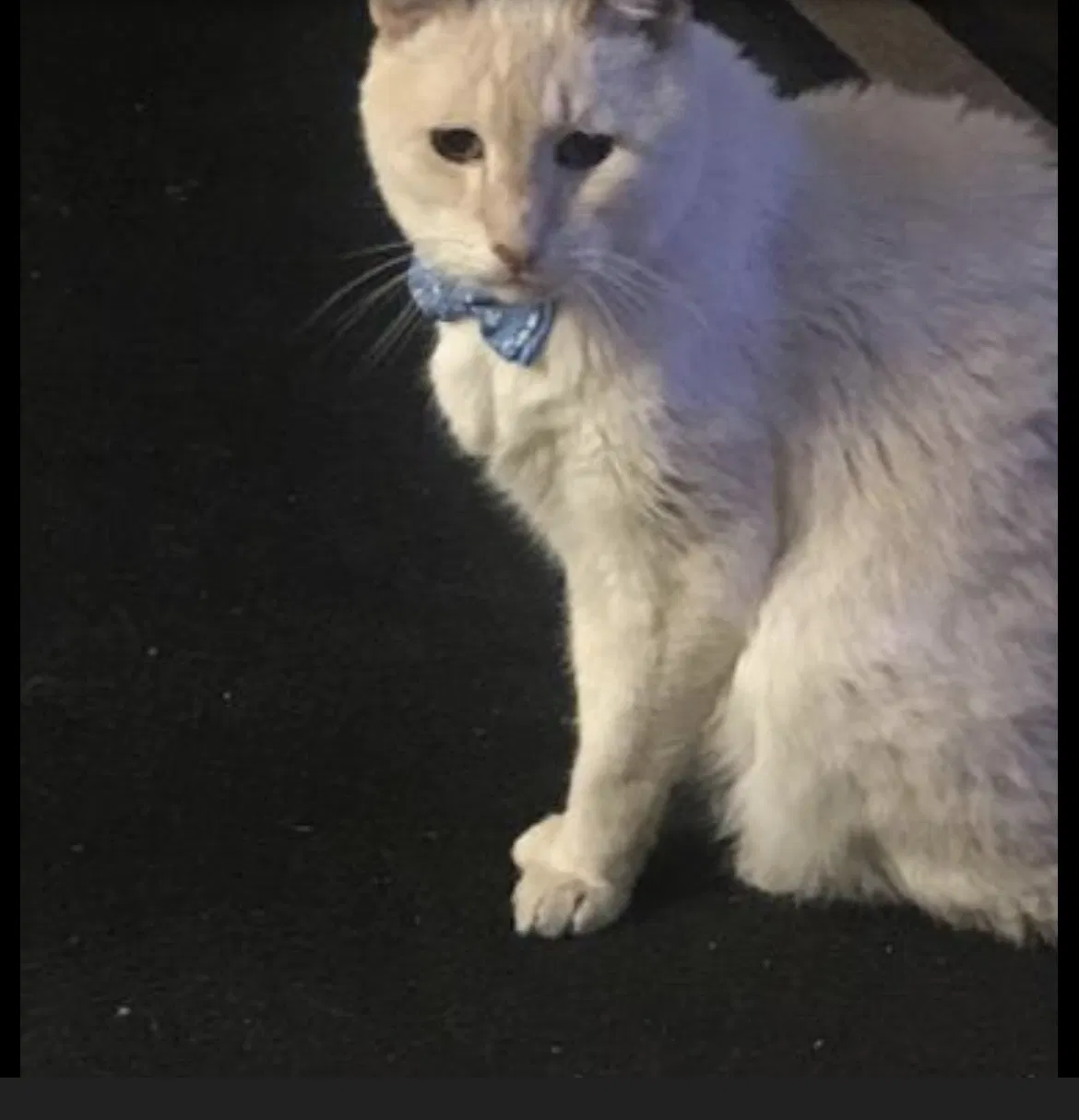 Lost cat in Vero Beach, FL, 32960