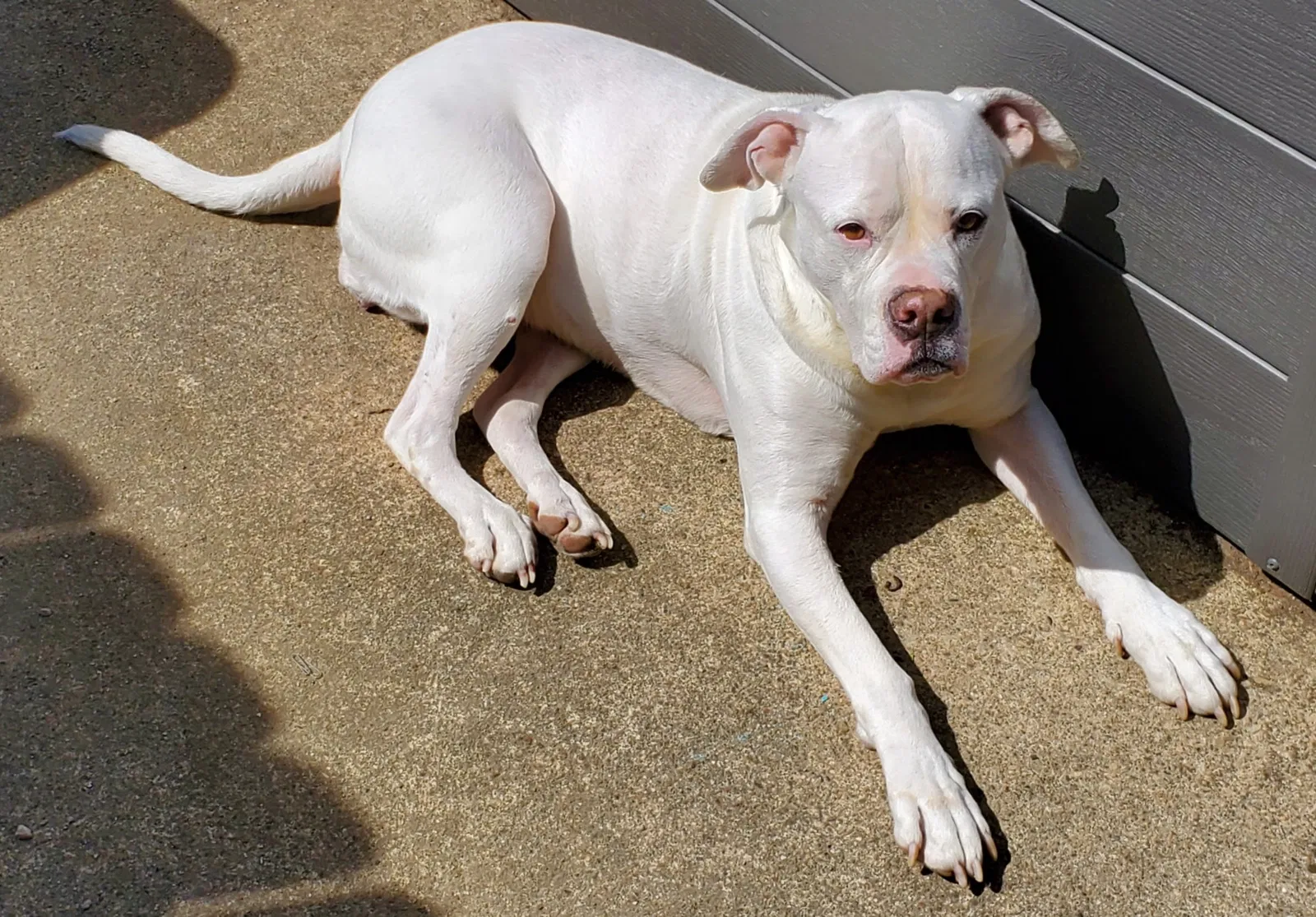 Lost dog in Louisville, KY, 40218
